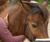 Foto von Pferdetherapie mit Herz (5)